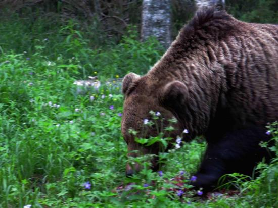 Ours brun brutus taiga finlande