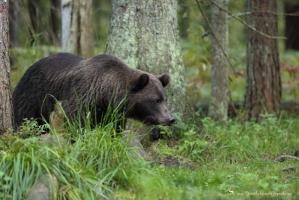 Ours brun estonie 31 aout 40 metres