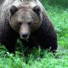 Ours brutus taiga finlande 1