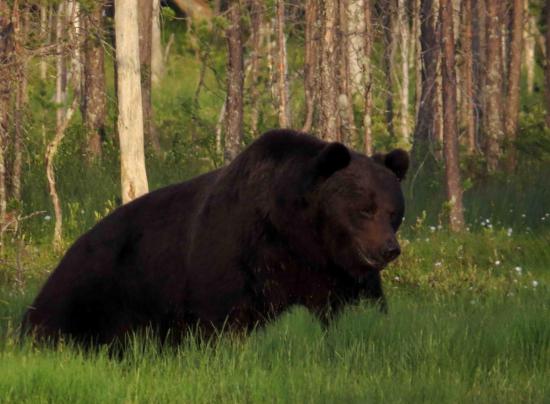 Ours de carelie finlandaise