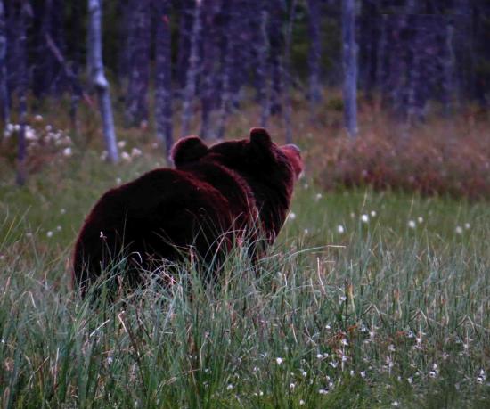 Ours en rut finlande carelie