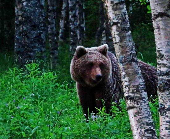 Ours femelle taiga finlandaise