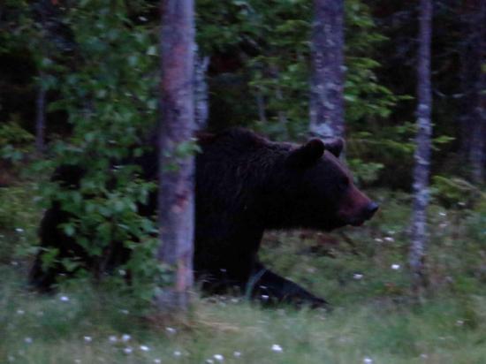 Ours male carelie finlande 1