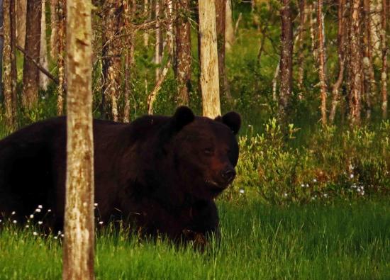 Ours male dans le no man s land finlandais russe