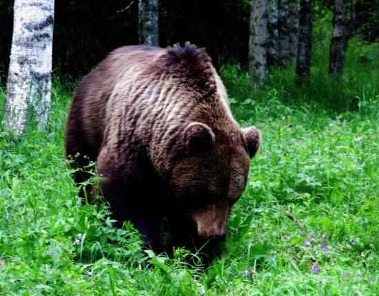 Ours male finlande taiga