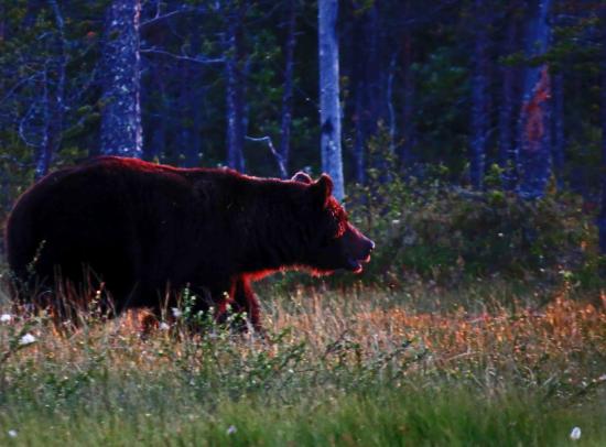 Ours male sous le soleil de minuit carelie 2014