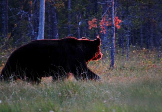 Ours male sous le soleil de minuit finlande carelie 2014
