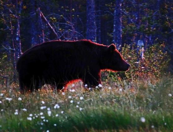 Ours male sous le soleil de minuit finlande