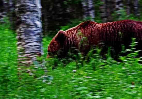 Ours male taiga finlandaise