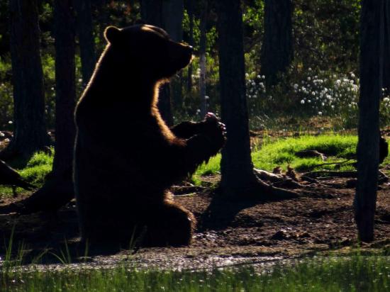 Ours sous le soleil de minuit carelie finlande 2015