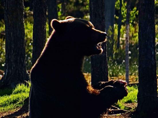 Ours sous le soleil de minuit carelie finlande 4