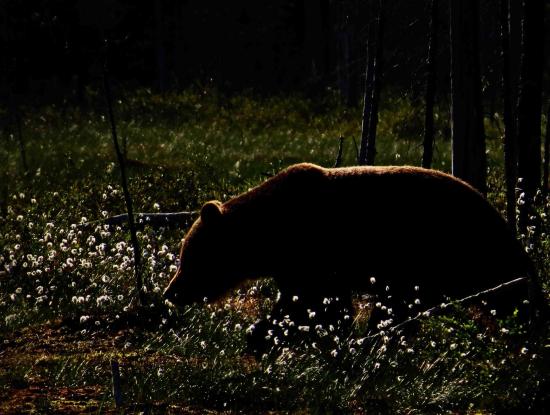 Ours sous le soleil de minuit carelie finlande 6