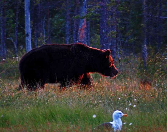 Ours sous le soleil de minuit carelie finlande 7