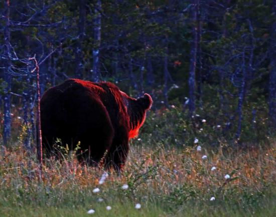Ours sous le soleil de minuit finlande