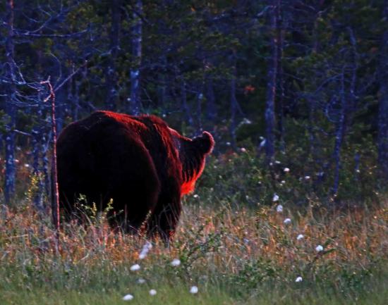 Ours sous le soleil de minuit finlande