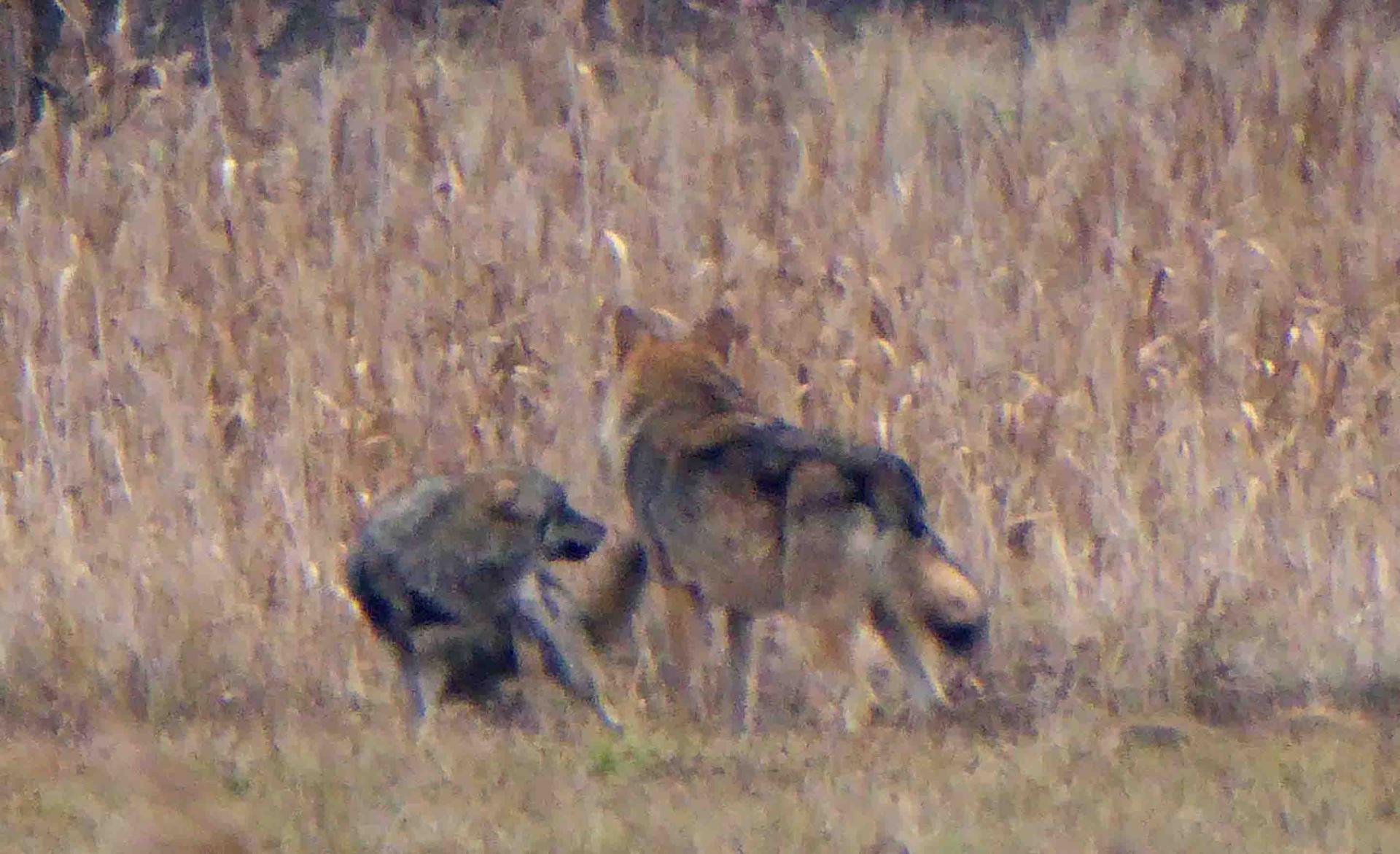 Bialowieza - Le bison et le loup