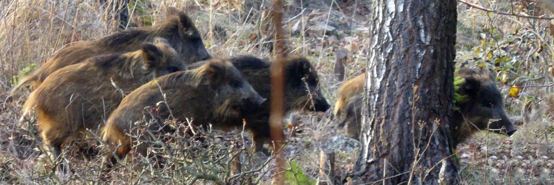 Bialowieza - Le bison et le loup