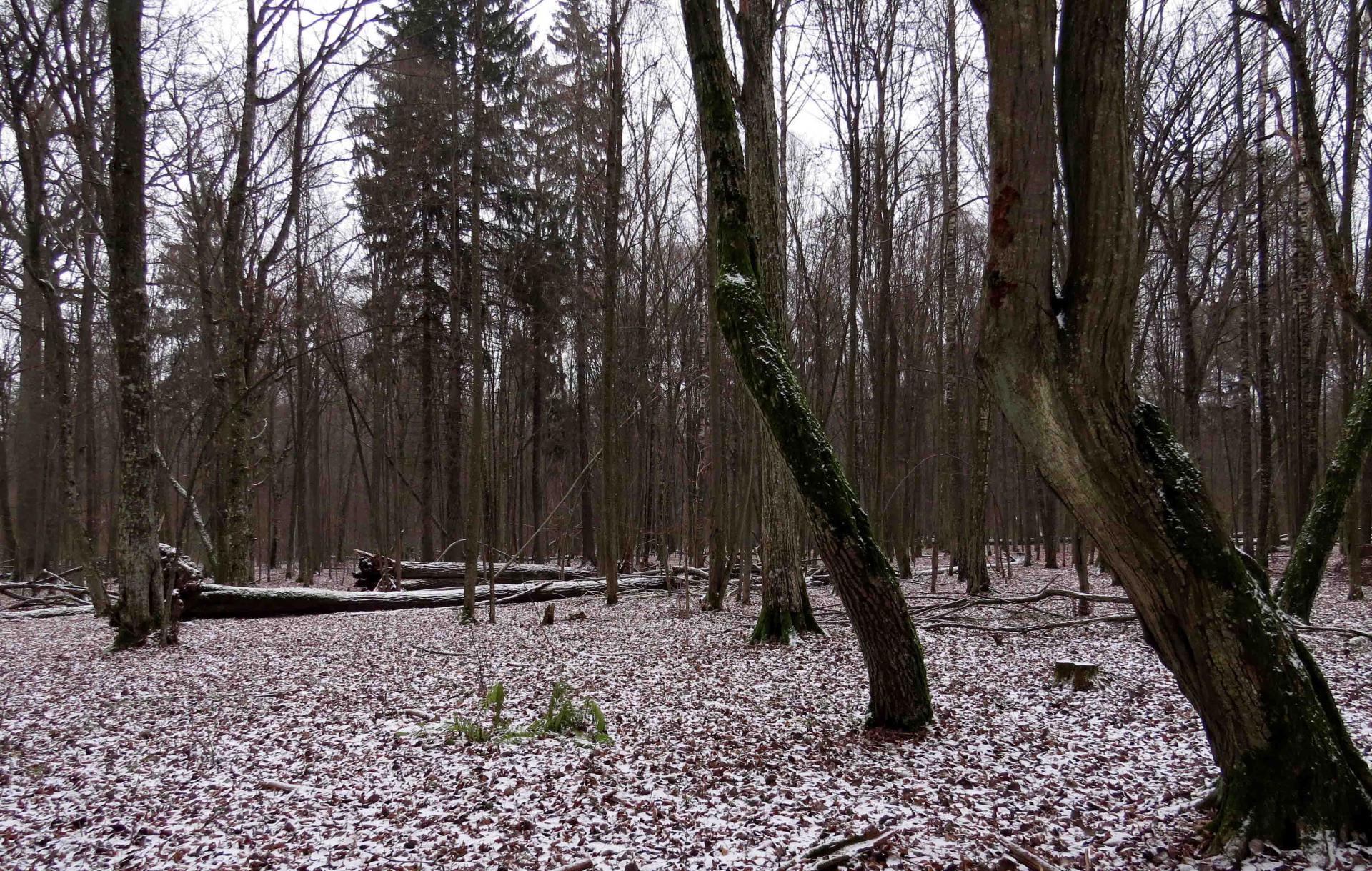 Pologne - Bialowieza