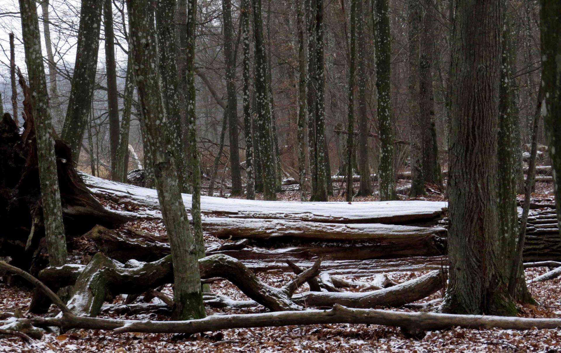 Pologne - Bialowieza