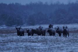 Paysage neige et bisons