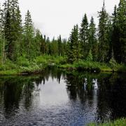 Petit lac dans la taiga finlande