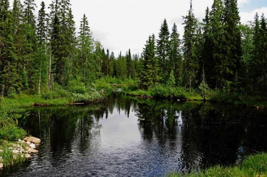 Petit lac dans la taiga finlande
