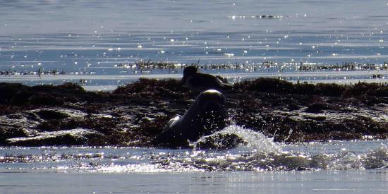 Phoque veau marin ecosse1