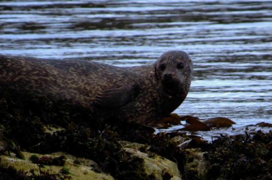 Phoque veau marin ecosse2