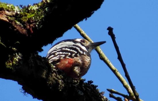 Pic a dos blancs bialowieza1