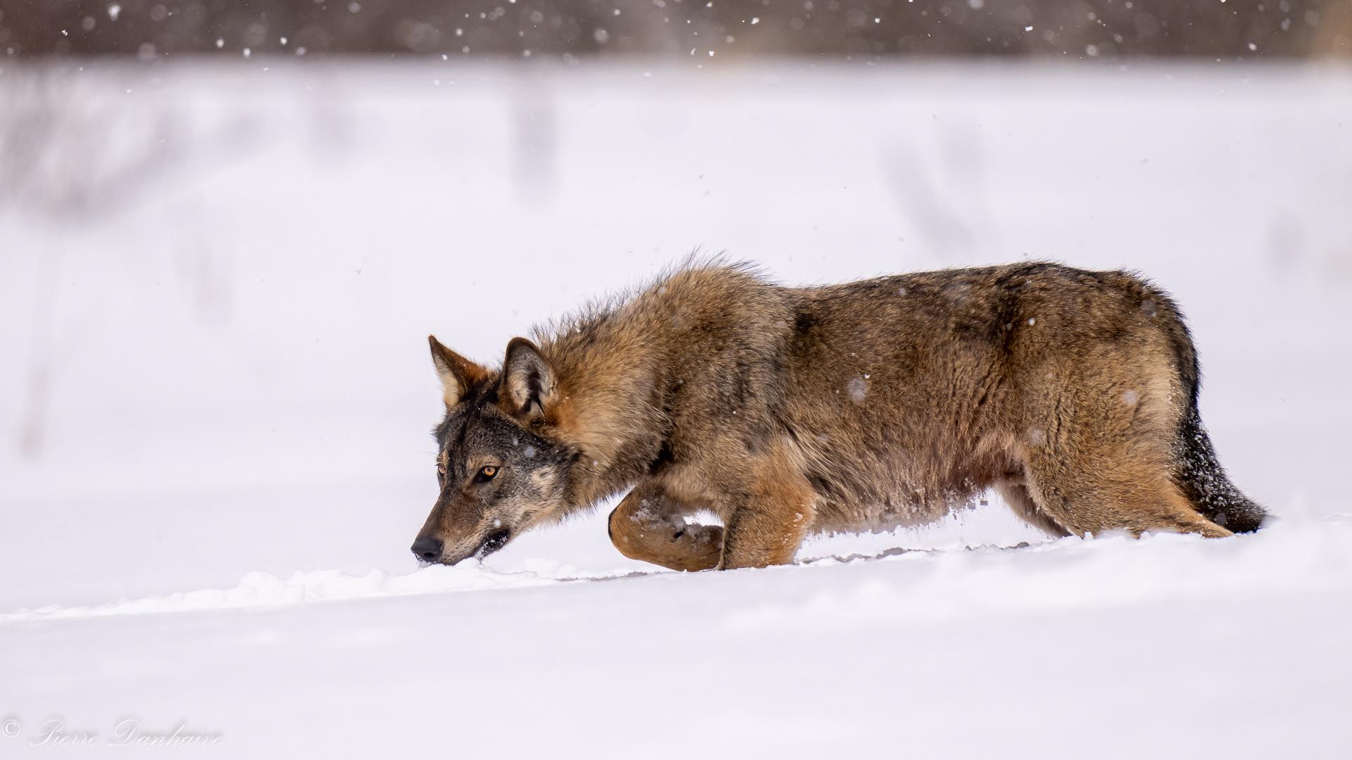 Les loups en hiver dans les Carpates Polonnaises