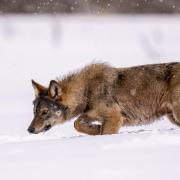 Pologne loup7 pierre