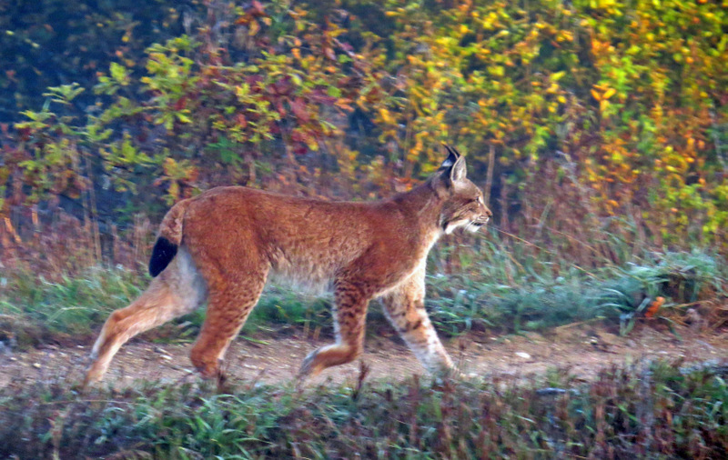 Printemps Pologne Bialowieza foret impériale du 7 au 18 avril 2017