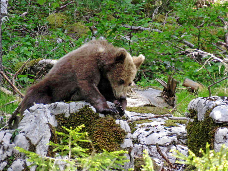 Printemps Slovénie La montagne au ours du 13 au 21 mai 2017