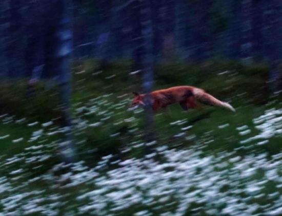 Renard carelie finlandaise