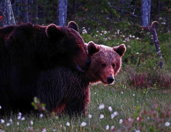 Reproduction d ours finlande carelie