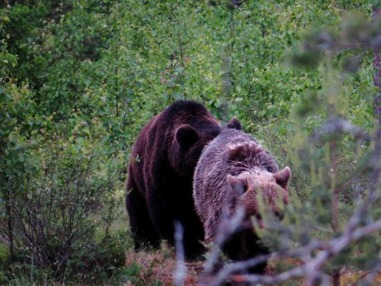 Rut de l ours carelie 1