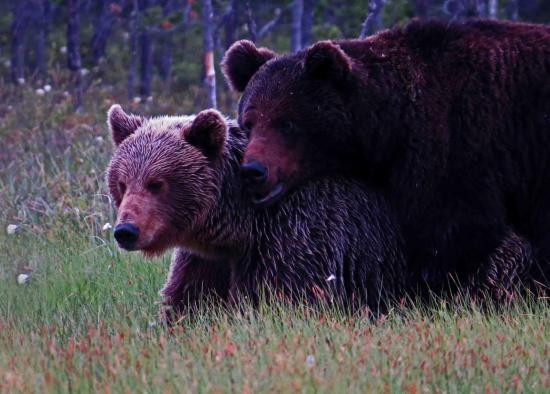 Rut de l ours finlande carelie