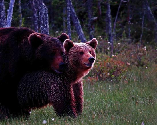 Rut de l ours reproduction carelie finlande