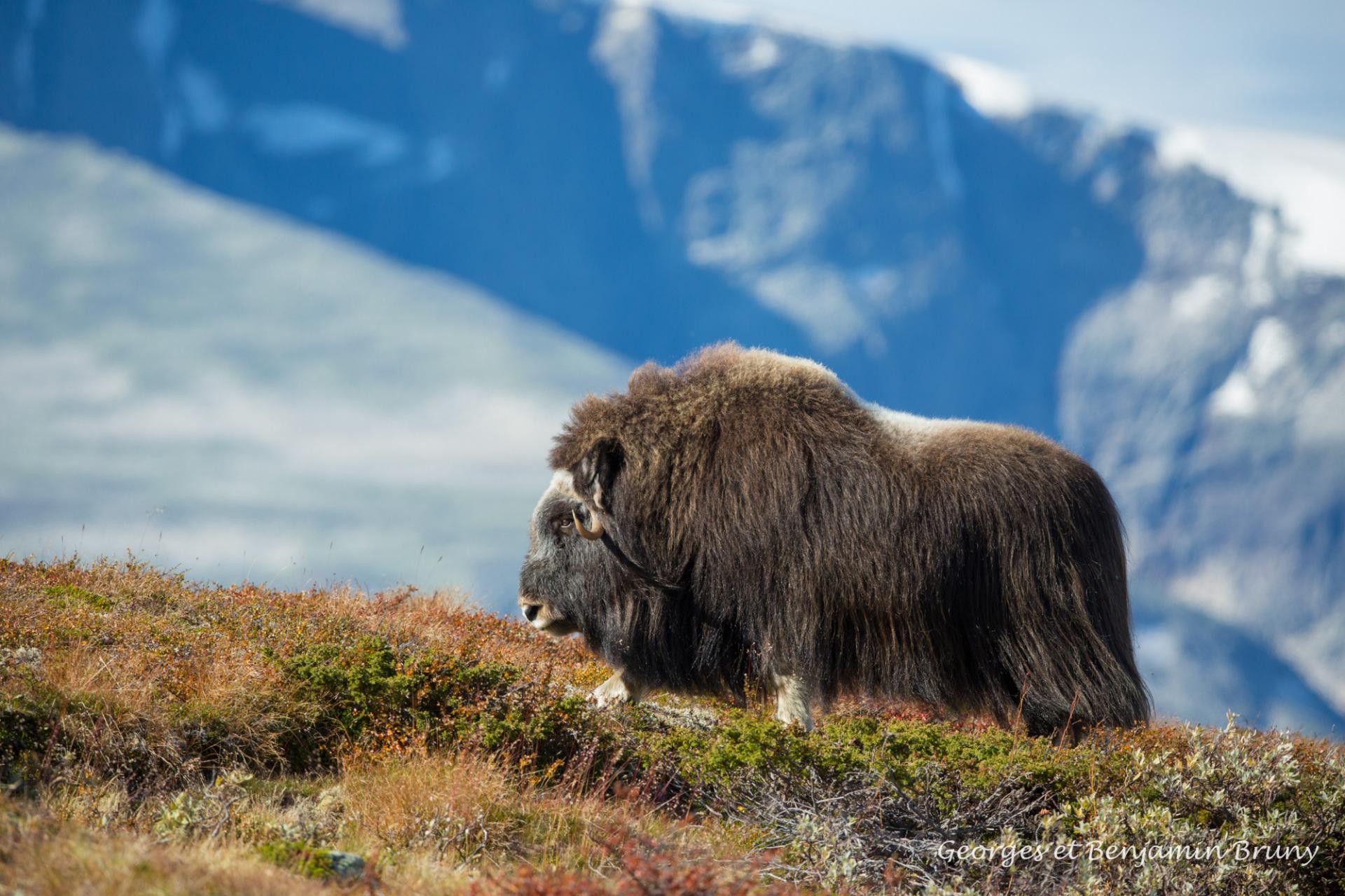 Automne Norvège les boeufs musqués du 7 au 14 Septembre 2019 - COMPLET