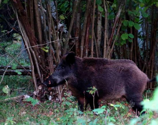 Sanglier foret bialowieza1