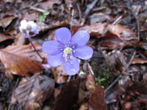 Une fleur