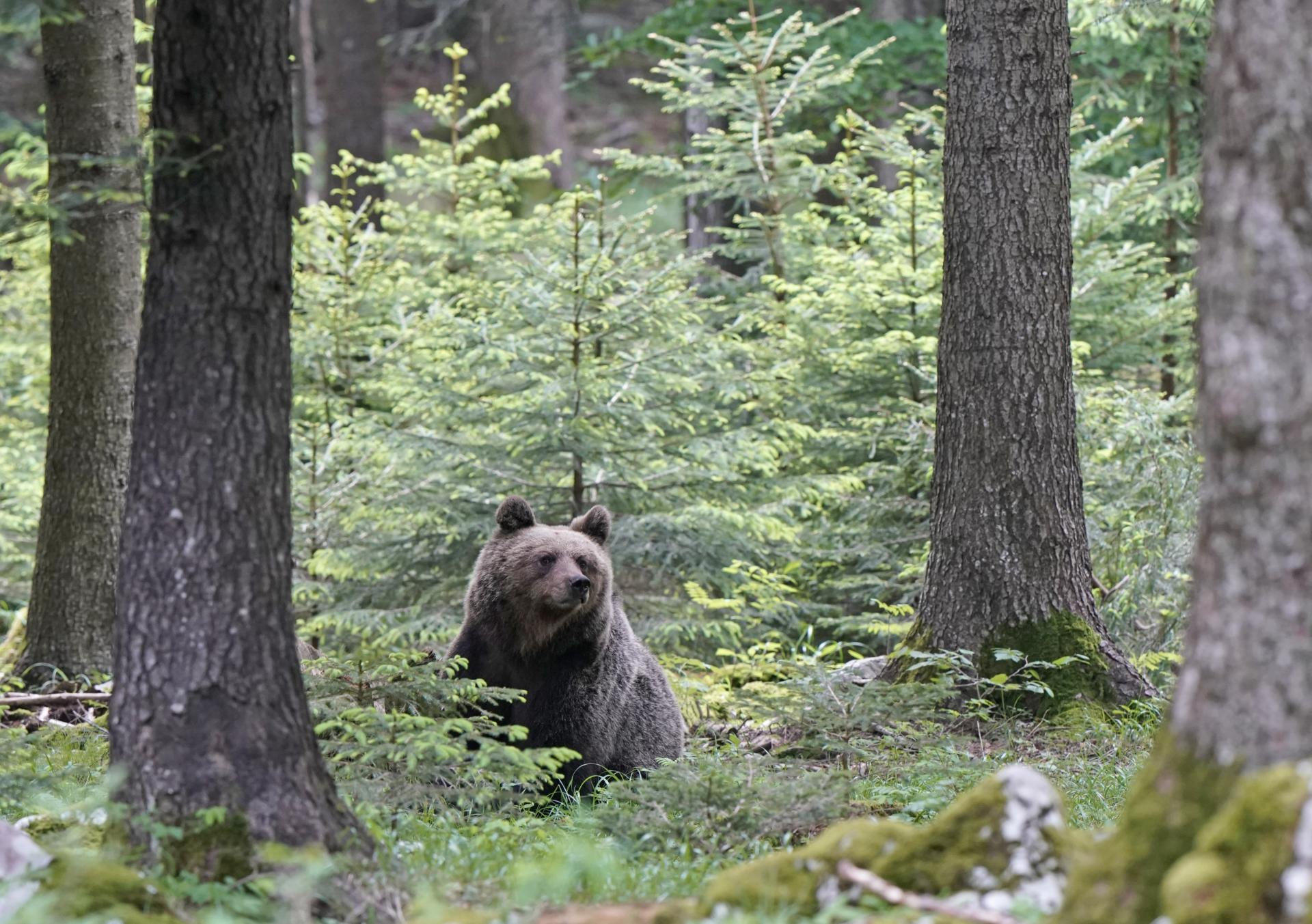 Eté Slovénie - La montagne aux ours du 19 au 27 juin 1 place disponible