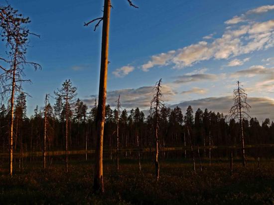 Taiga finlandaise crepuscule 2