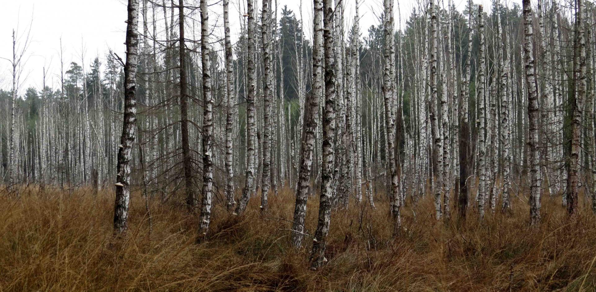 Pologne - Bialowieza