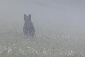 Un ours dans la brume