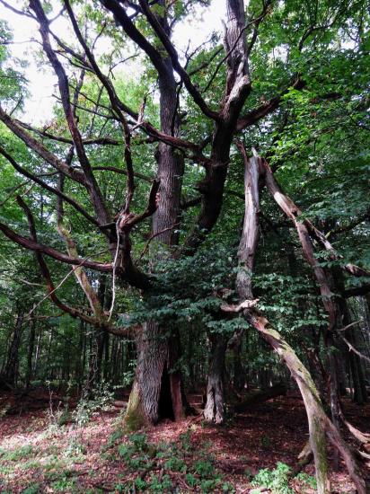 Vieux chene bialowieza