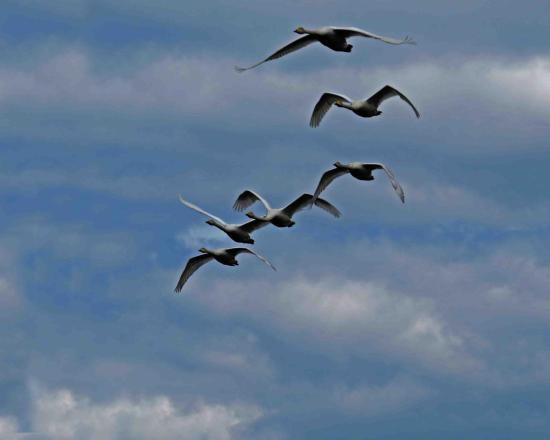 Vol de cygnes sauvages finlande