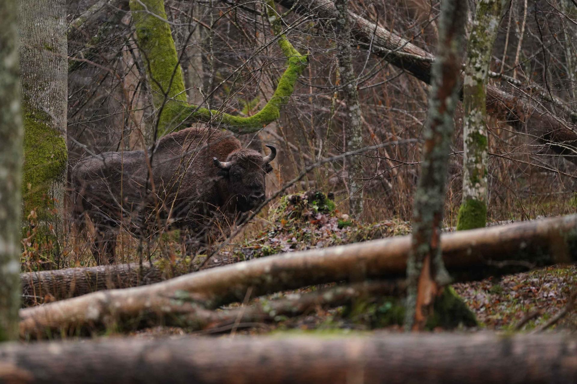 Printemps Pologne Forêt Impériale du 08 au 18/04 2019 - 2 places disponibles